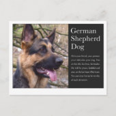 Duits Briefkaart Shepherd (Voorkant)