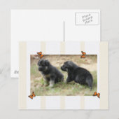 Duits Briefkaart Shepherd (Voorkant / Achterkant)