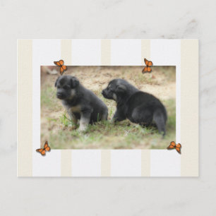 Duits Briefkaart Shepherd