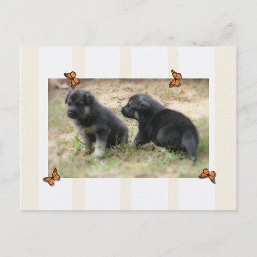 Duits Briefkaart Shepherd (Voorkant)