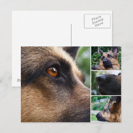 Duits Briefkaart Shepherd (Voorkant / Achterkant)