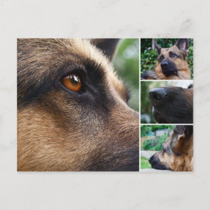 Duits Briefkaart Shepherd