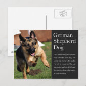 Duits Briefkaart Shepherd (Voorkant / Achterkant)