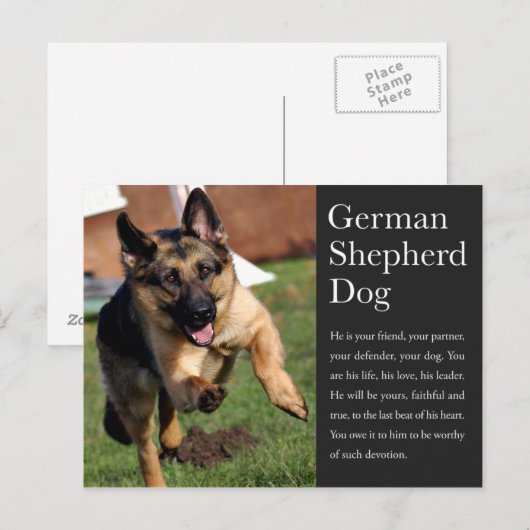 Duits Briefkaart Shepherd (Voorkant / Achterkant)