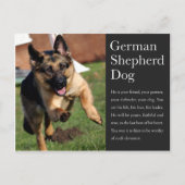 Duits Briefkaart Shepherd (Voorkant)