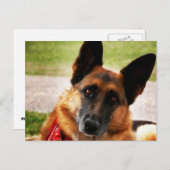 Duits Briefkaart Shepherd (Voorkant / Achterkant)