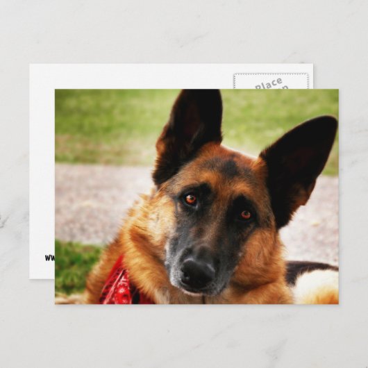 Duits Briefkaart Shepherd (Voorkant / Achterkant)