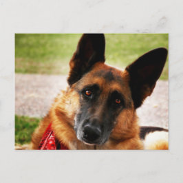 Duits Briefkaart Shepherd