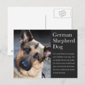 Duits Briefkaart Shepherd (Voorkant / Achterkant)
