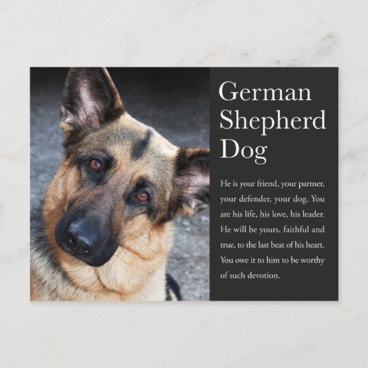 Duits Briefkaart Shepherd (Voorkant)