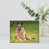 Duits Briefkaart Shepherd (Staand voorkant)
