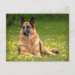 Duits Briefkaart Shepherd