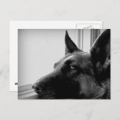 Duits Briefkaart Shepherd (Voorkant / Achterkant)