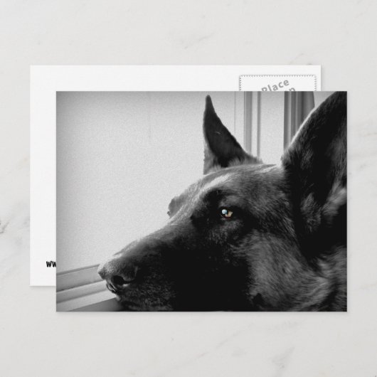 Duits Briefkaart Shepherd (Voorkant / Achterkant)