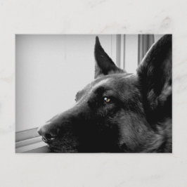 Duits Briefkaart Shepherd