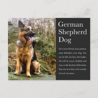 Duits Briefkaart Shepherd