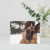 Duits Briefkaart Shepherd (Staand voorkant)