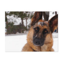 Duits Briefkaart Shepherd