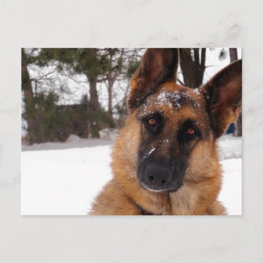 Duits Briefkaart Shepherd (Voorkant)