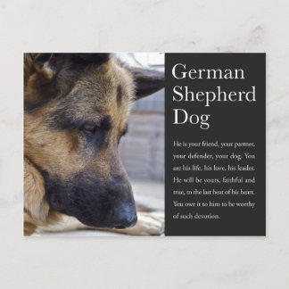 Duits Briefkaart Shepherd