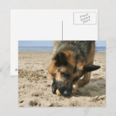 Duits Briefkaart Shepherd (Voorkant / Achterkant)