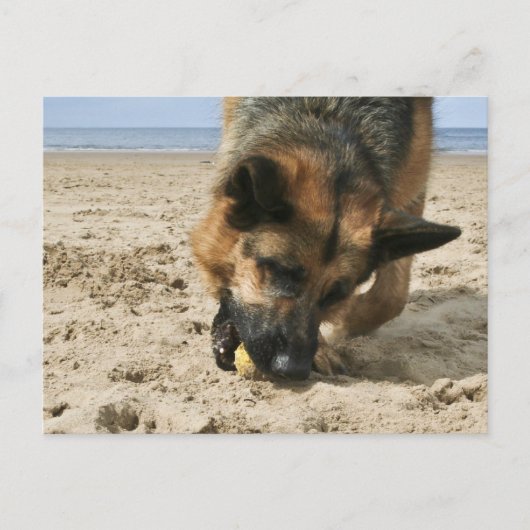 Duits Briefkaart Shepherd (Voorkant)