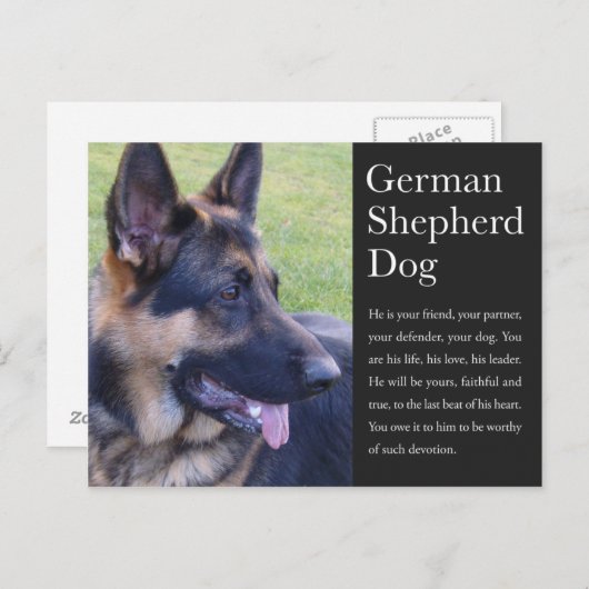 Duits Briefkaart Shepherd (Voorkant / Achterkant)