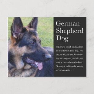 Duits Briefkaart Shepherd