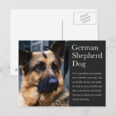 Duits Briefkaart Shepherd (Voorkant / Achterkant)