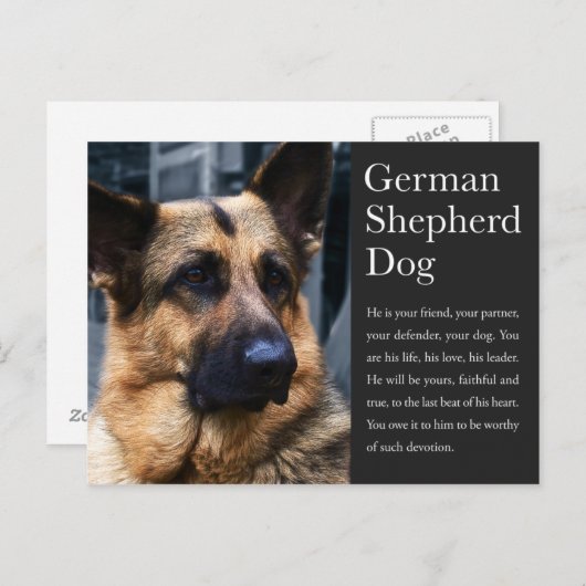 Duits Briefkaart Shepherd (Voorkant / Achterkant)