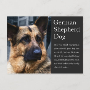 Duits Briefkaart Shepherd