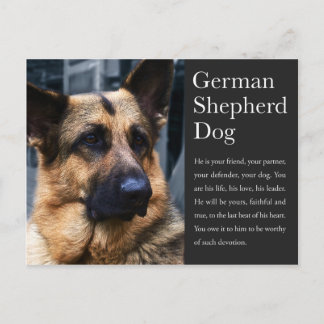 Duits Briefkaart Shepherd
