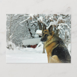Duits Briefkaart Shepherd