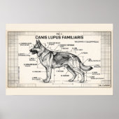 Duits Herderhond Blauwdruk Poster (Voorkant)