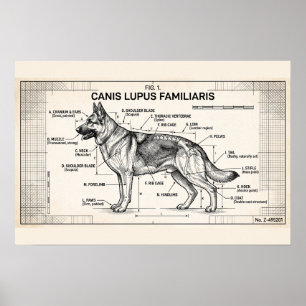 Duits Herderhond Blauwdruk Poster