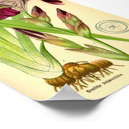 Duits Iris (Iris germanica) Poster (Hoek)