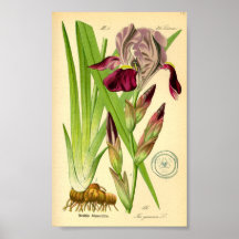 Duits Iris (Iris germanica)