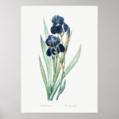  Duits Iris, Retro Botanical Poster (Voorkant)