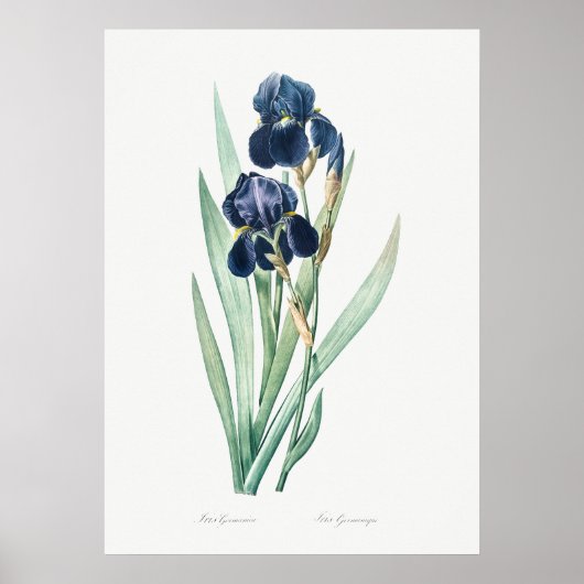 Duits Iris, Retro Botanical Poster (Voorkant)