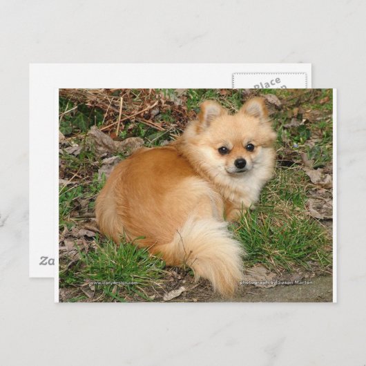 Duits Kleinspitz Dog Briefkaart (Voorkant / Achterkant)