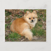 Duits Kleinspitz Dog Briefkaart (Voorkant)