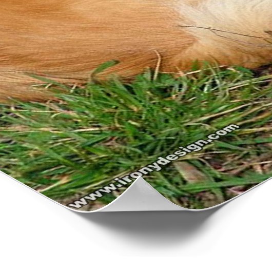 Duits Kleinspitz Dog Poster (Hoek)