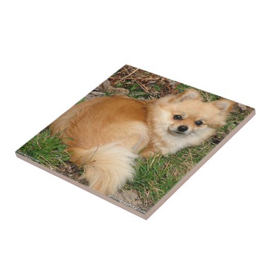 Duits Kleinspitz Dog Tegeltje (Zijkant)