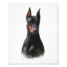 Duits Pinscher