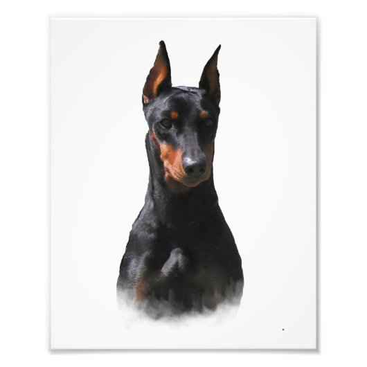 Duits Pinscher Foto Afdruk (Voorkant)