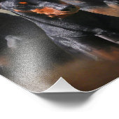 Duits Pinscher Foto Afdruk (Hoek)