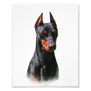 Duits Pinscher Foto Afdruk
