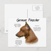 Duits Pinscher Geschiedenis Ontwerp Briefkaart (Voorkant / Achterkant)