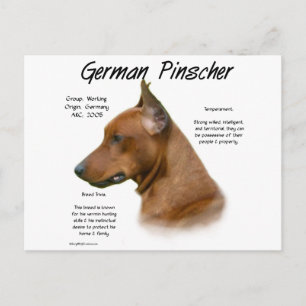 Duits Pinscher Geschiedenis Ontwerp Briefkaart