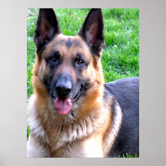 Duits Poster Shepherd (Voorkant)